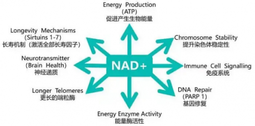 揭秘：NMN和NAD+有何关联？