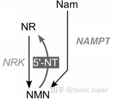 NMN的来源有哪些？1.jpg